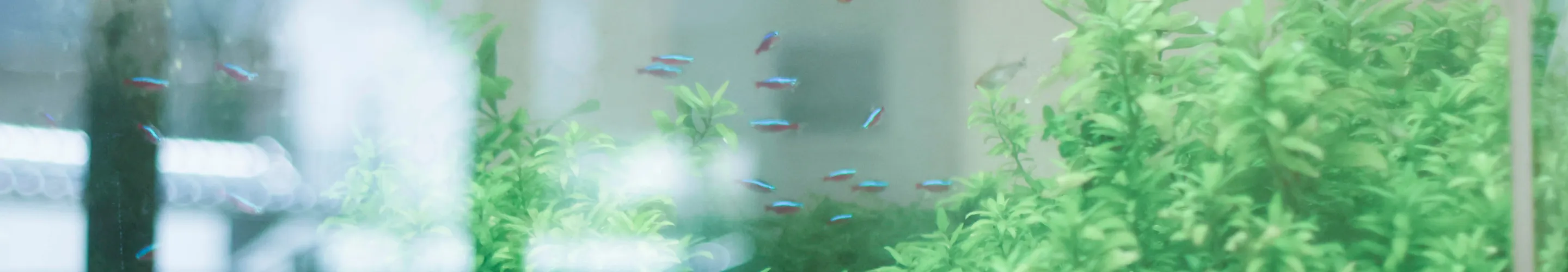 水槽の写真